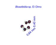 Blossfeldia sp. El Olmo JM.jpg